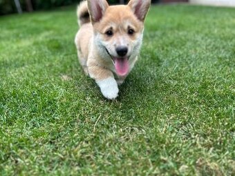 Psík plemena Welsh Corgi Pembroke