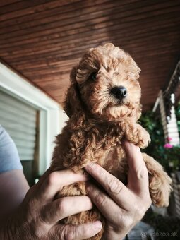 toy pudlik,