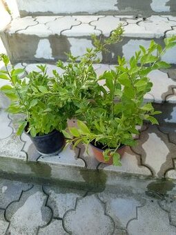Goji. Kustovnica čínska