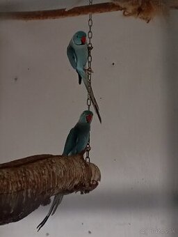 Alexander malý chovný pár - 1