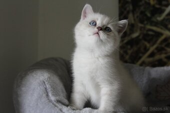 Krásne britské mačiatka