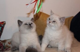 Krásne britské mačiatka