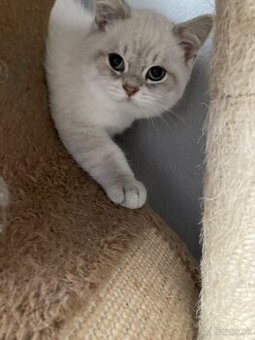 Krásne britské mačiatka