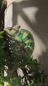 Chameleón Jemenský