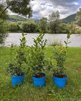 Sadenice čučoriedky kanadské, brusnice