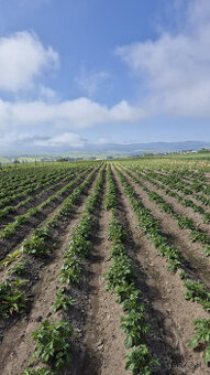 konzumne zemiaky, na zimné uskladnenie
