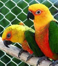 Papagaj Patagonsky-chovné pary predaj