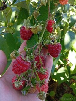 predam sadenice malin (cervene) / stale rodiace