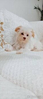 Yorkshire terrier golddust