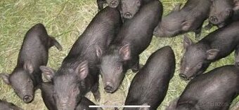 vietnamské prasiatka