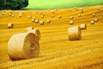 Slama v okrúhlych balíkoch