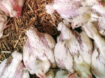 Brojlerove kurčatá