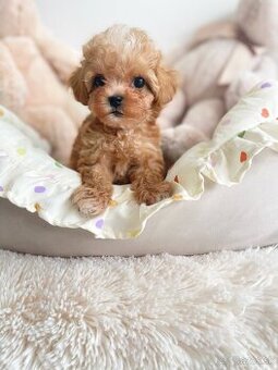 Mini maltipoo