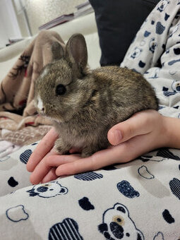 Trpasličí/zakrslý králik