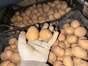 Sadbové zemiaky soraya