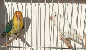 Agapornisy fischeri - chovný pár