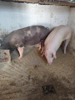 Prasa z domáceho chovu