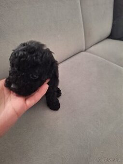 Pudel