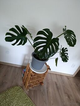 Monstera