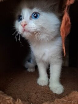 ragdoll kocurik blue bicolour