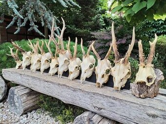 Srnčie trofeje parohy parozie