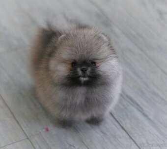 Pomeranian mini