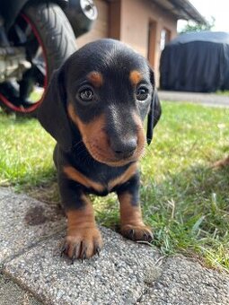 🐶 Na predaj – Šteniatka jazvečíka krátkosrstého štandard