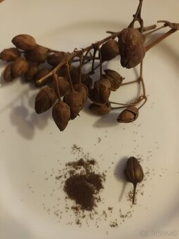 Tabak Virginia,semienka