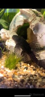 Prísavník obyčajný