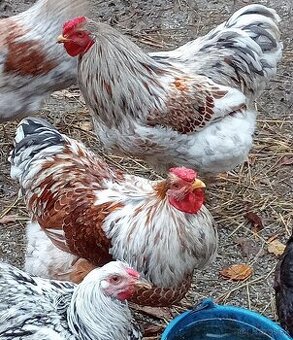 Wyandotka Veľká forma kohuty