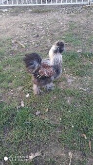 Predam 4-mesacneho kohutika hodvabnicky