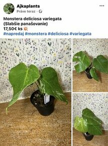 Monstera deliciosa variegata