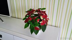 Poinsettia