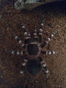 A.geniculata, B.boehmei