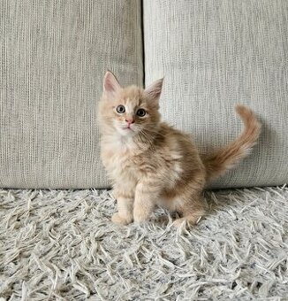 Maine coon, mainská mývalia mačka