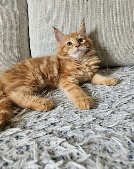 Maine coon, mainská mývalia mačka
