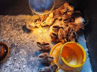araucana,araukana ,arakuana vajička nasadove ,kuriatka
