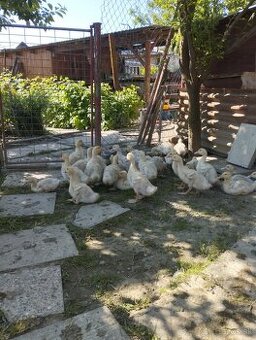 Kačice