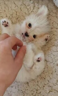 Mini Maltezák