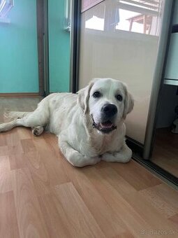 Zlatý retriever hľadá nový domov