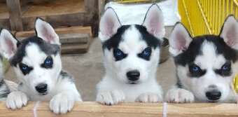 Sibiřský husky bez PP - poslední 3 kluci