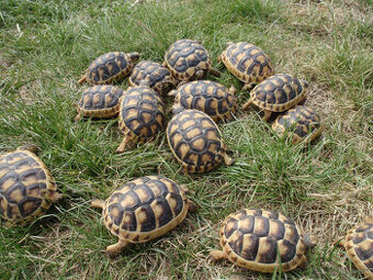 Suchozemská korytnačka vlastný odchov