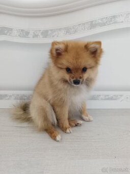 Predám pomeranian