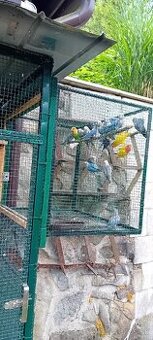 AGAPORNIS RUŽOVOHRDLY