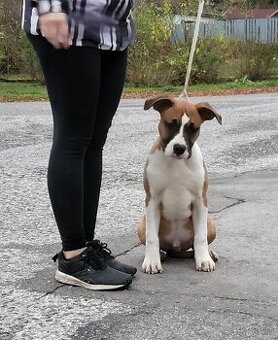 Americky Stafordsirsky Terier