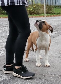 Americky Stafordsirsky Terier