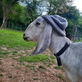 100% Anglonubijska koza (sivá)