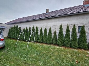 Tuja Smaragd - predam