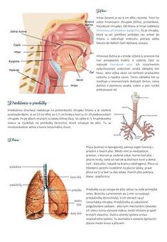 Prijímačky na medicínu - Biológia