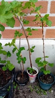 Predam zakorenene kriky